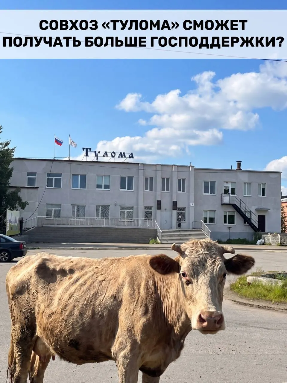 Правила субсидирования молочного животноводства изменили: теперь помощь полагается и хозяйствам с долей государства или муниципалитета от 25%. Для Мурманской области это важно — в регионе много таких предприятий, но у некоторых из них уже серьёзные проблемы.