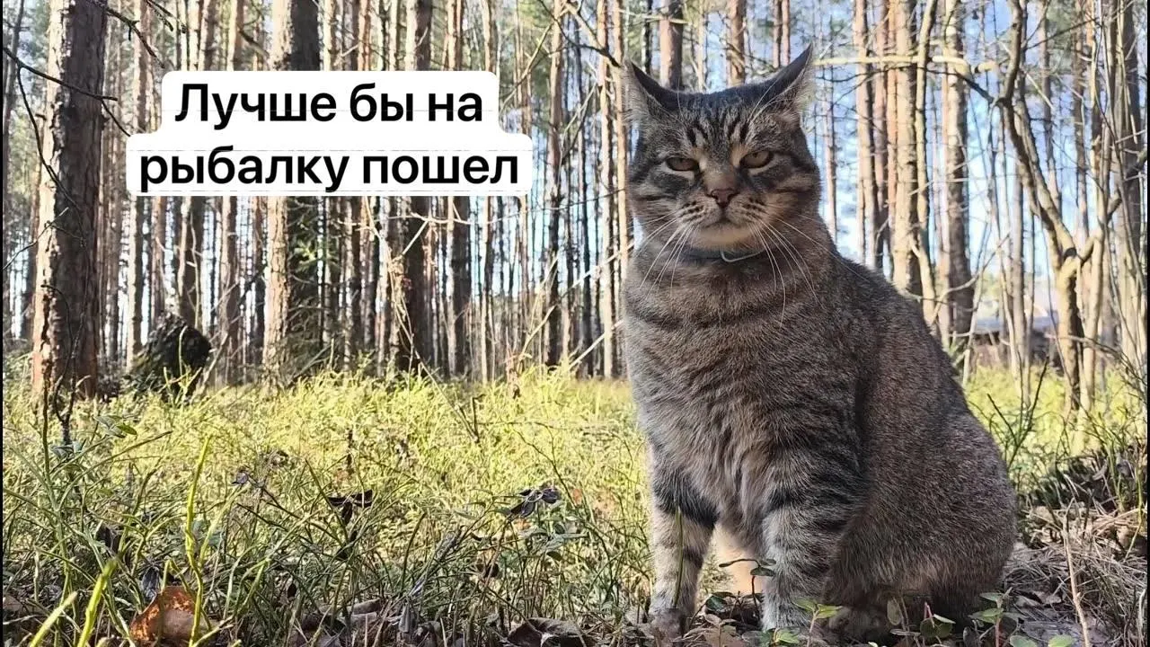 Для сбора отдельных краснокнижных грибов потребуется электронное разрешение на «Госуслугах»: заявку будут рассматривать до 15 дней, незаконный сбор повлечёт уголовную ответственность.
