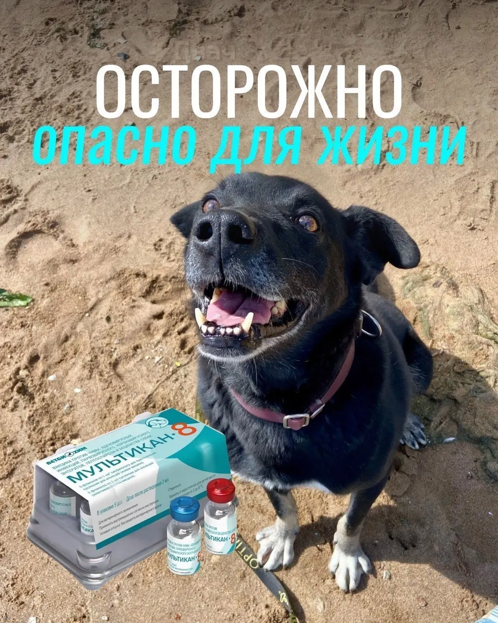 Владельцы собак сообщают о тяжёлых побочных реакциях после прививки, часть животных погибла; вакцина от бешенства вызывает тревогу, проверки продолжаются, подтверждения связи пока нет.